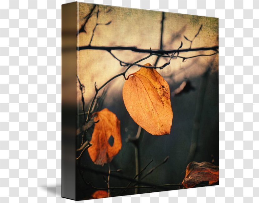 Picture Frames Canvas Print Still Life Photography Printing - Wood Transparent PNG