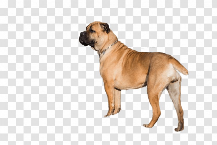 Bullmastiff Dog Breed Boerboel English Mastiff Fawn - Snout - Cane Corso Transparent PNG