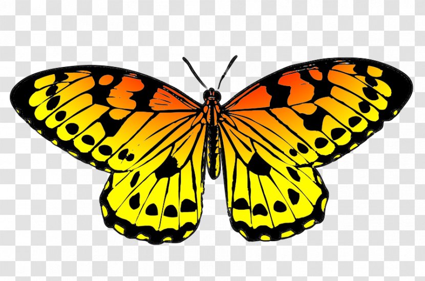 Monarch Butterfly Drawing Black Clip Art - Yellow Cliparts Transparent PNG
