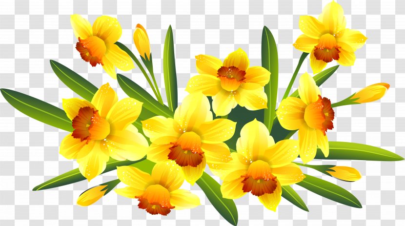 Photography Clip Art - Frame - Creative Daffodils Transparent PNG