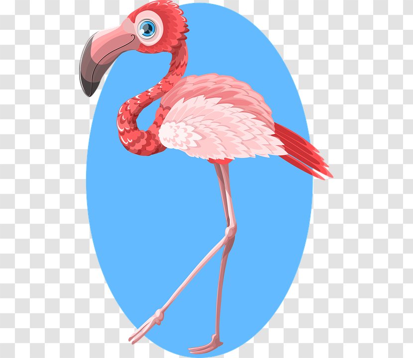 Flamingo Zazzle Gift Bird Transparent PNG