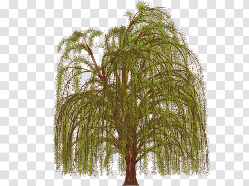 Palm Tree Background - Persian Silk - Willow Grass Family Transparent PNG