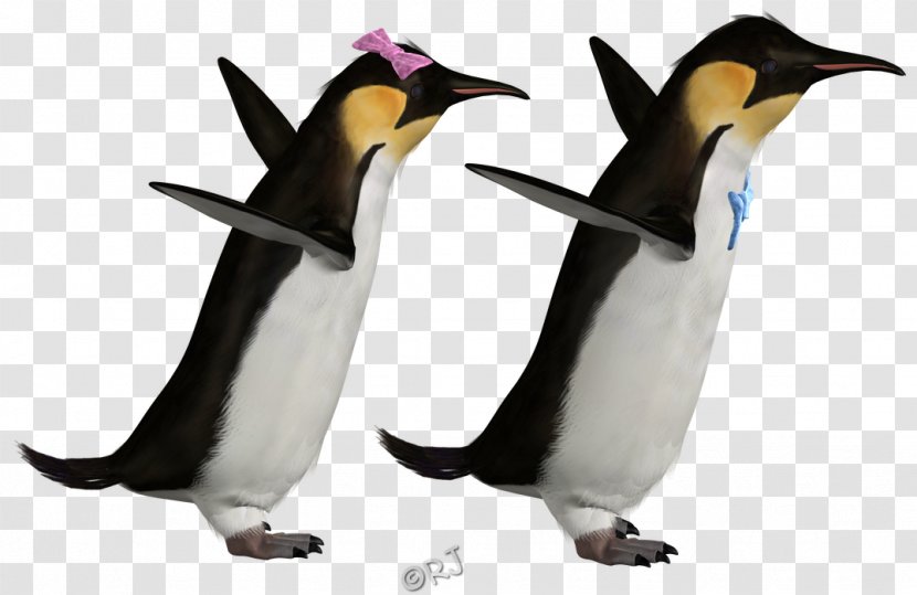 King Penguin Fauna Animal Transparent PNG