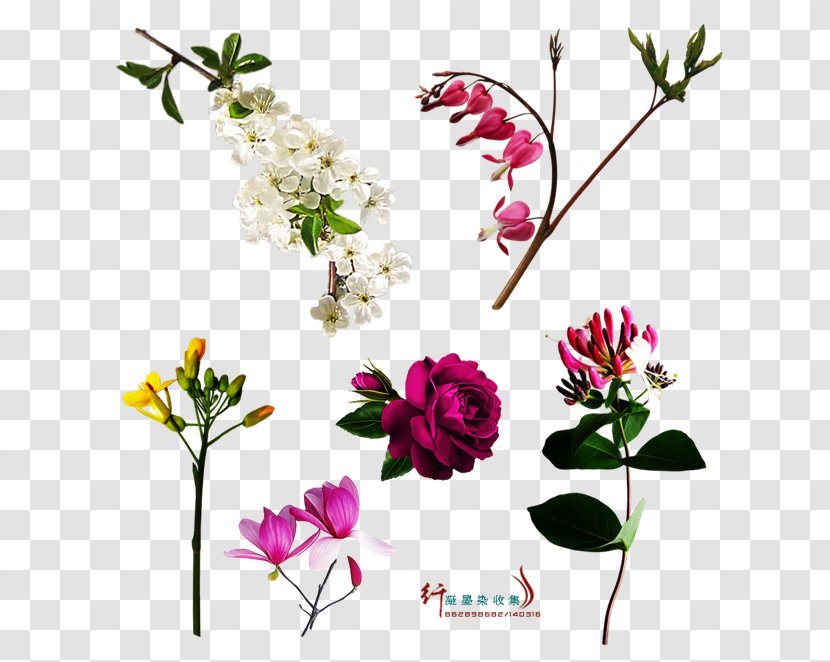 Cartoon Drawing Floral Design - Plant Stem - Pattern Transparent PNG