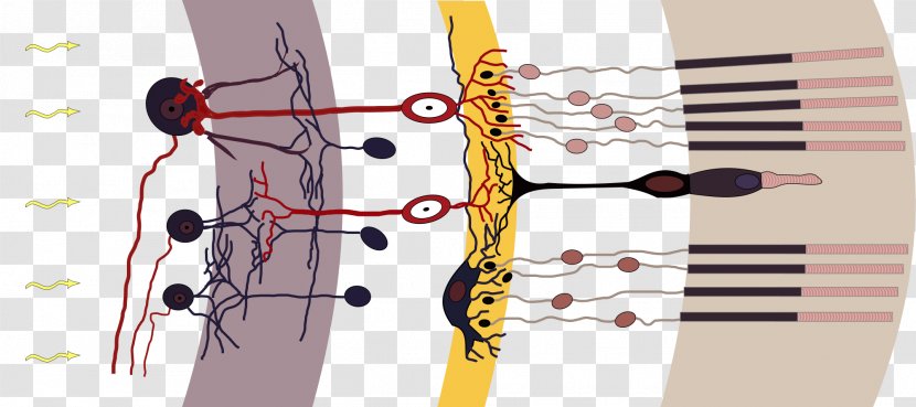 Photoreceptor Cell Rod Cone Retina Bipolar - Guitar - Neurons Transparent PNG