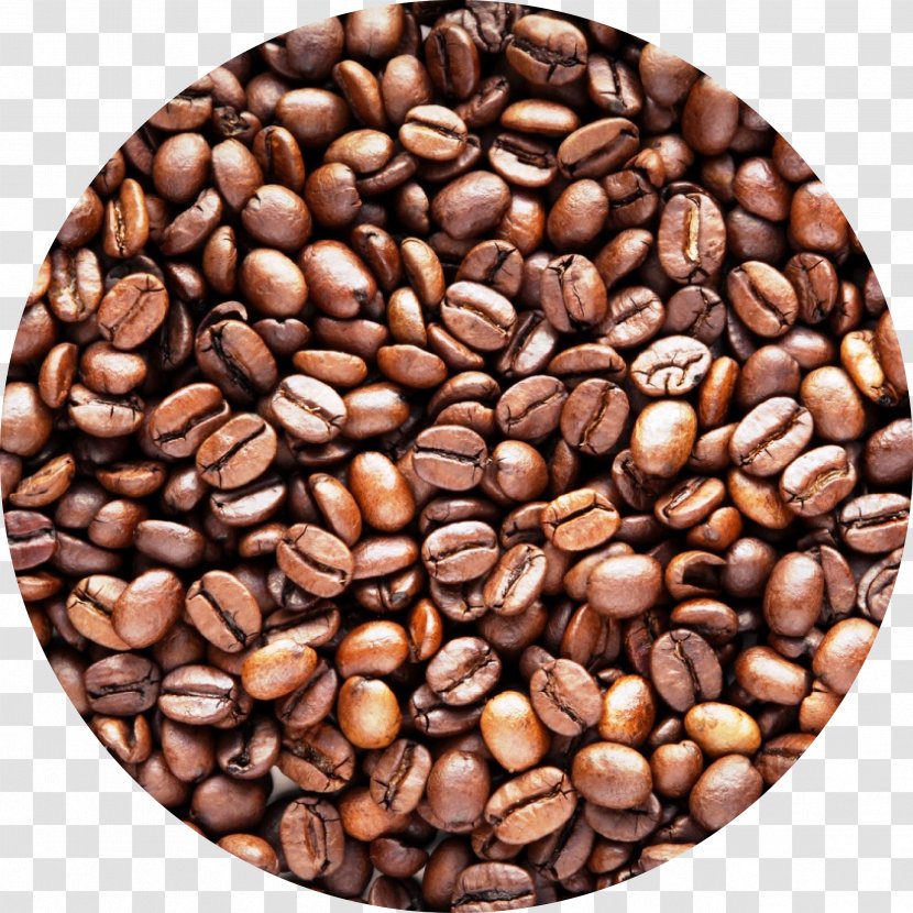 Coffee Bean Cafe Robusta Arabica - Coffea Transparent PNG