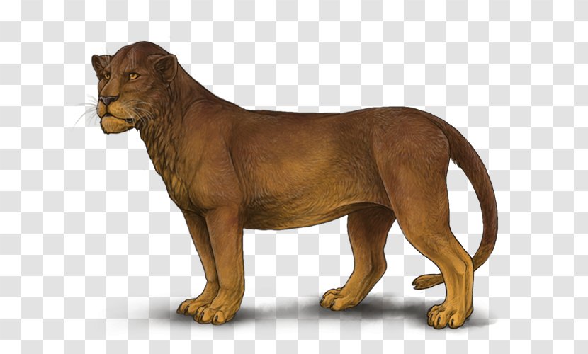 Lion Tiger - Cat Like Mammal Transparent PNG
