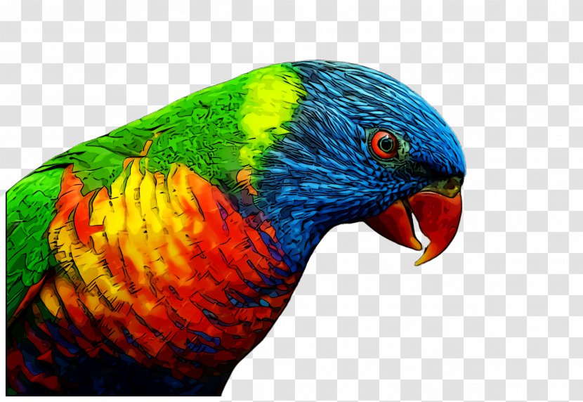 Bird Parrot - Loriini - Wing Transparent PNG