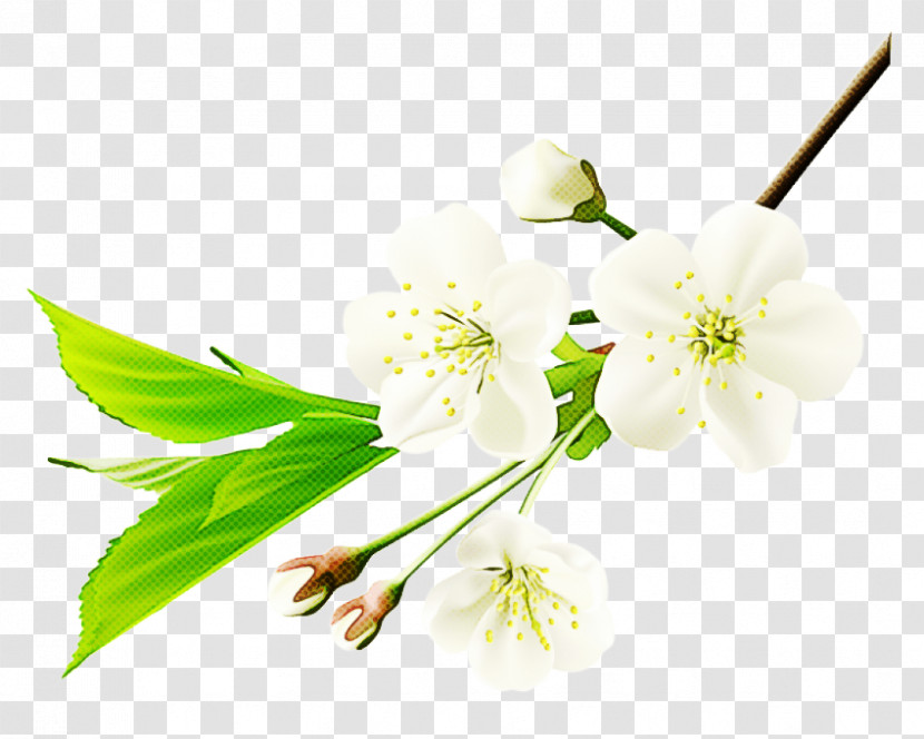 Flower Plant Branch Petal Pedicel Transparent PNG
