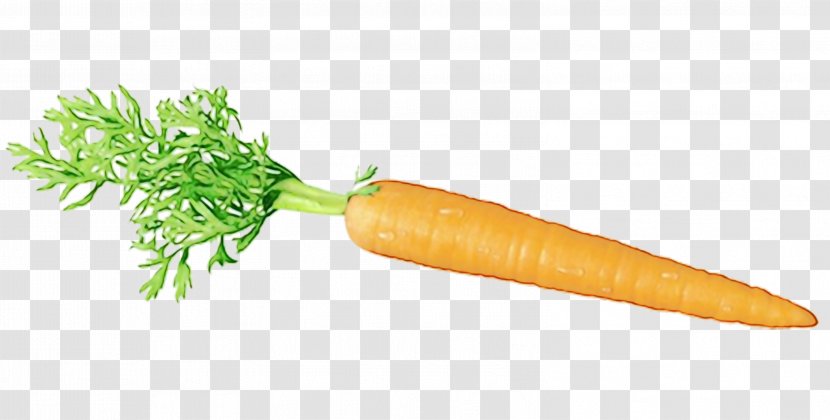 Carrot Vegetable Root Food Wild - Wet Ink - Vegetarian Natural Foods Transparent PNG