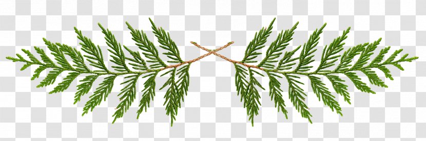 White Pine Plant Leaf Tree American Larch - Oregon Woody Transparent PNG