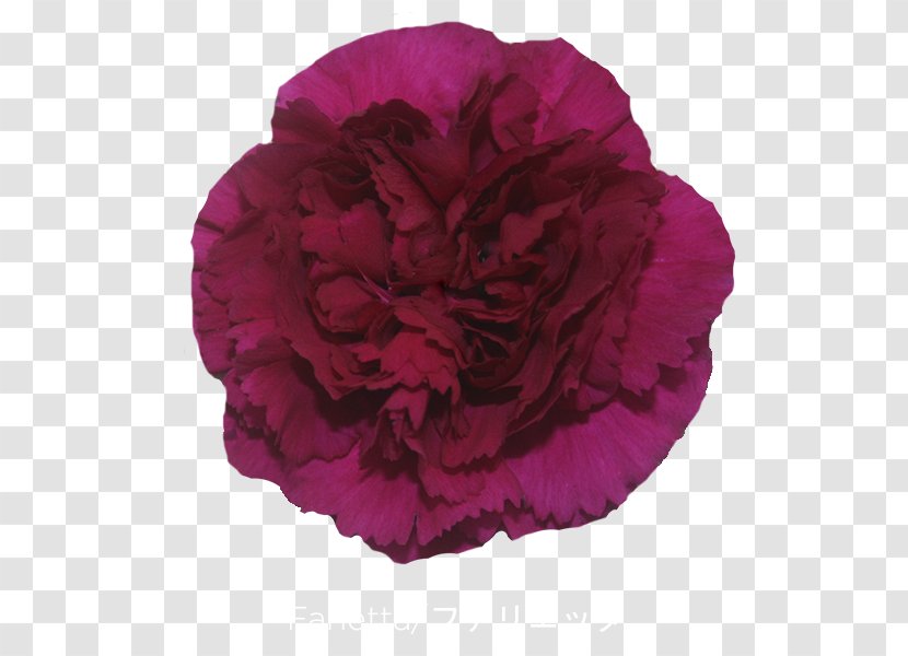 Cabbage Rose Carnation Cut Flowers Petal Peony - Pink Family - Crimson Viper Transparent PNG
