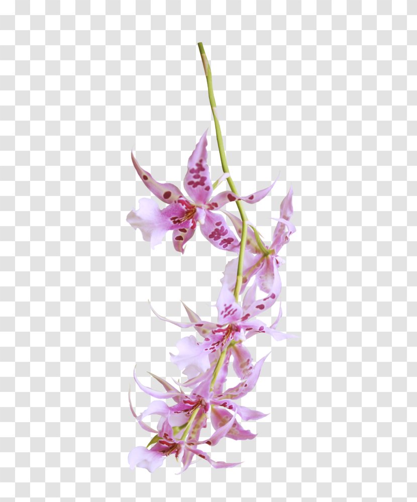 Flower Dendrobium Orchids Floral Design Petal - 2018 Transparent PNG