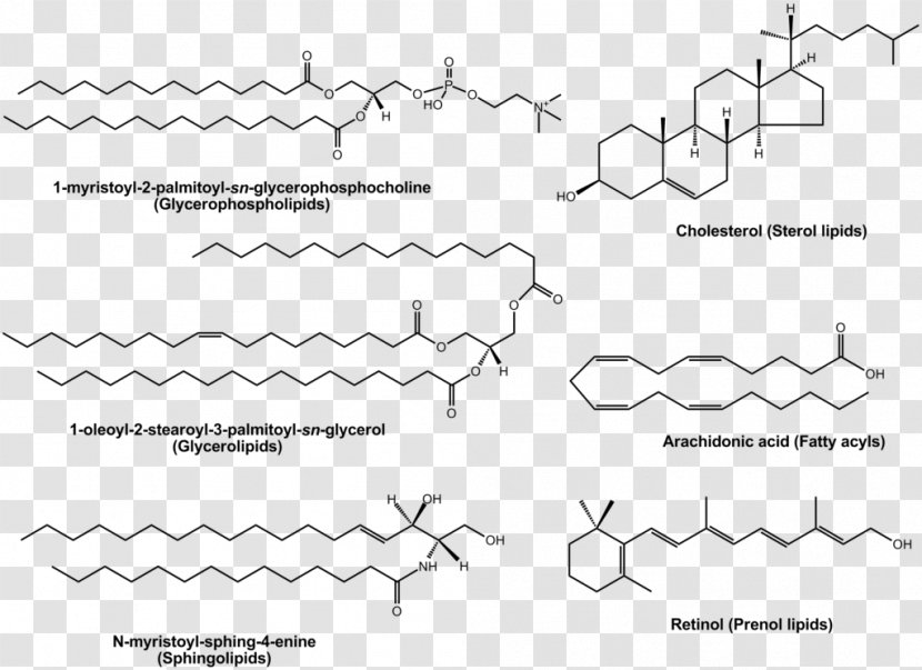 Lipidomics Polyunsaturated Fat - Cartoon - Silhouette Transparent PNG