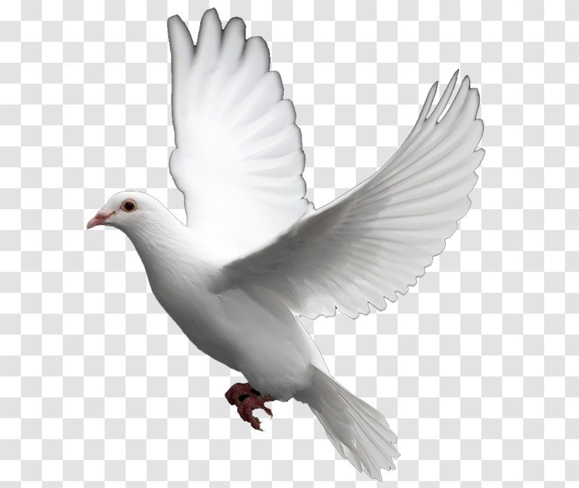 Domestic Pigeon Columbidae Bird Clip Art - Domestication - Dove Transparent PNG