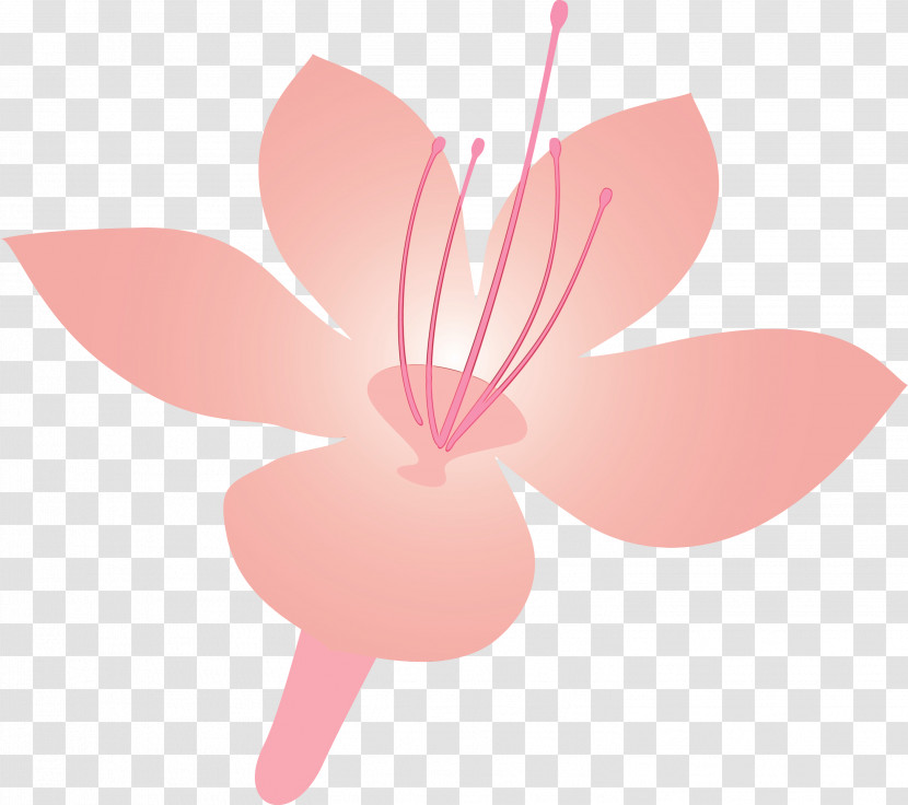 Pink Petal Flower Plant Blossom Transparent PNG