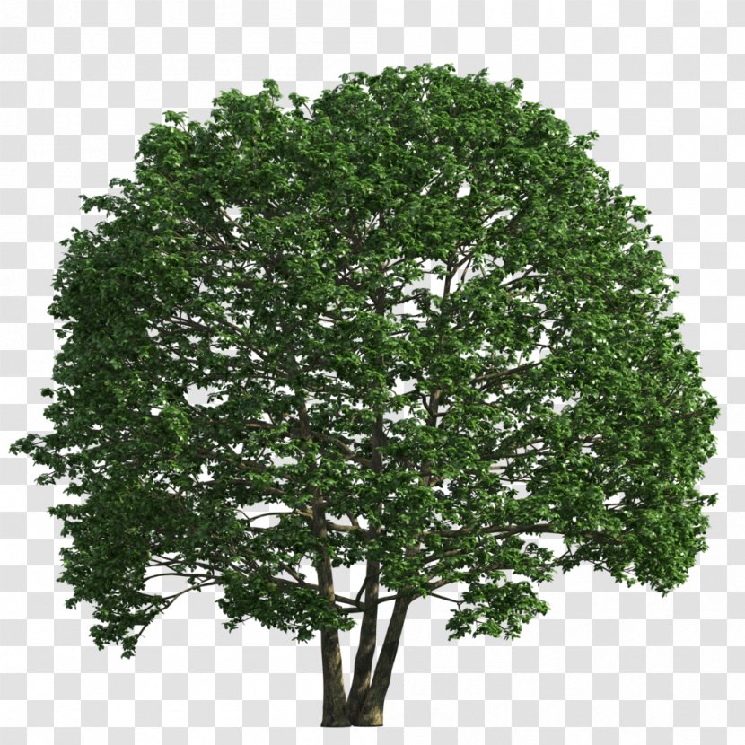 Shrub Tree Clip Art - Green - Palm Transparent PNG
