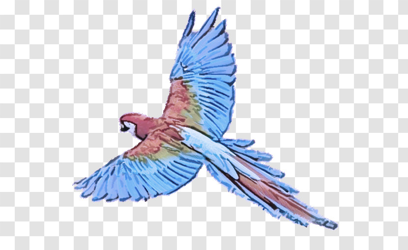 Budgerigar Birds Macaw True Parrot Parrots Of New Guinea Transparent PNG