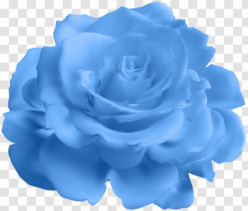 Blue Rose Garden Roses Cabbage Clip Art Transparent PNG