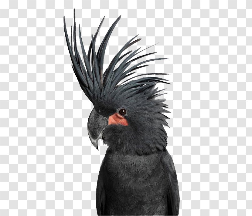 Bird Love OLSEN GALLERY Palm Cockatoo - Beak - Black Parrot Transparent PNG