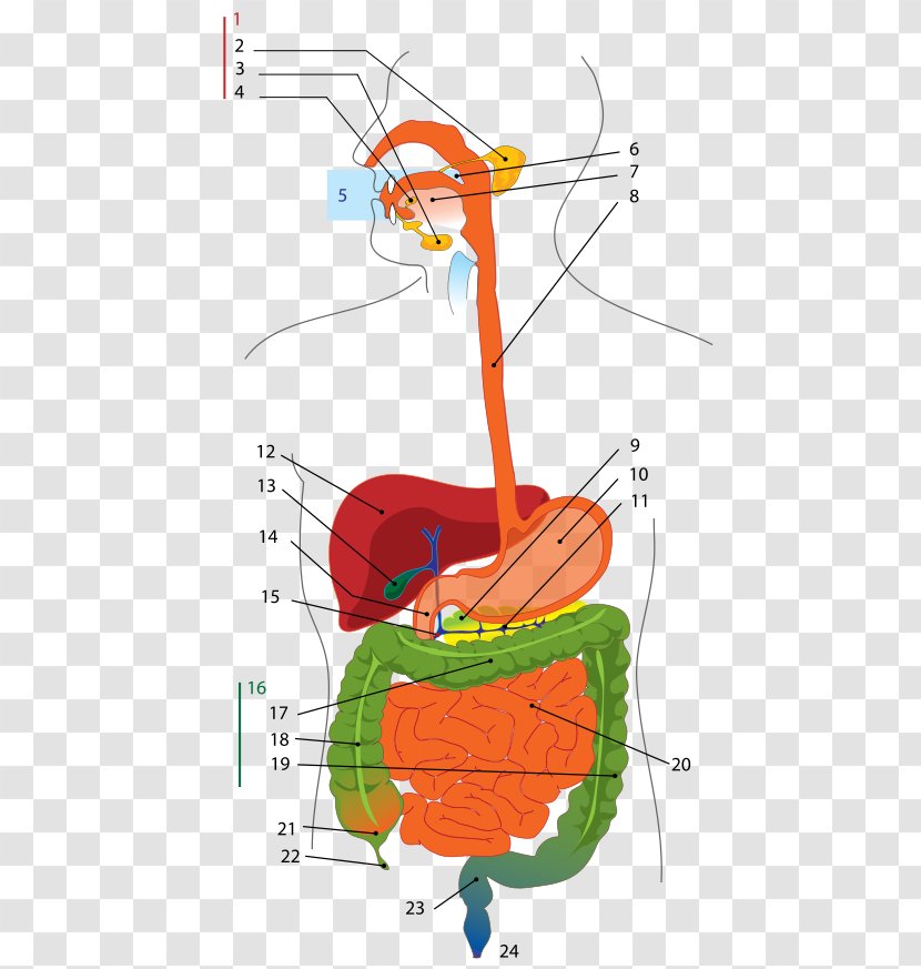 Human Digestive System Gastrointestinal Tract Digestion Diagram Anatomy - Cartoon - Poster Transparent PNG