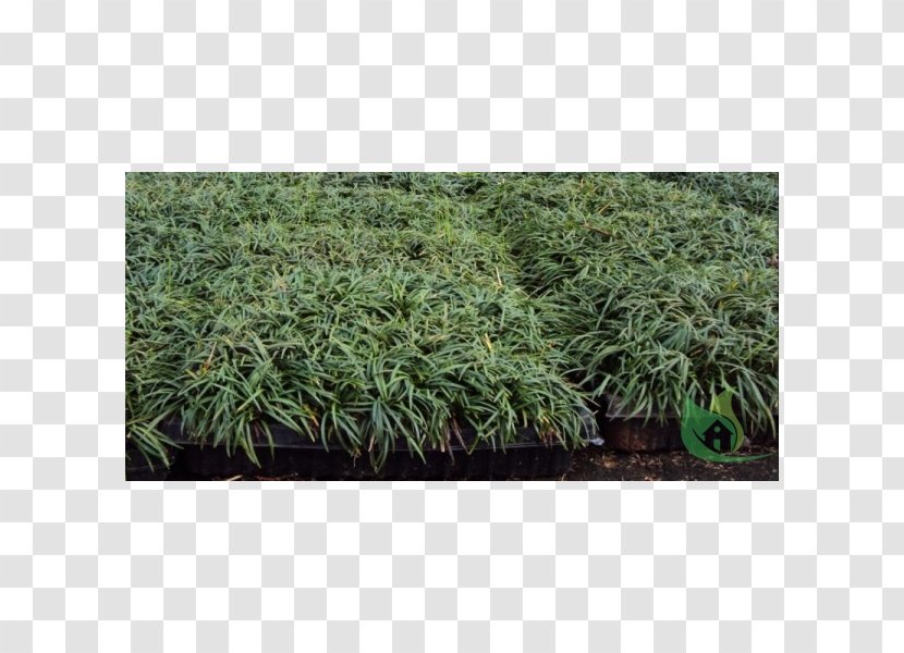 Shrub Grasses NET - Herb - Ophiopogon Transparent PNG