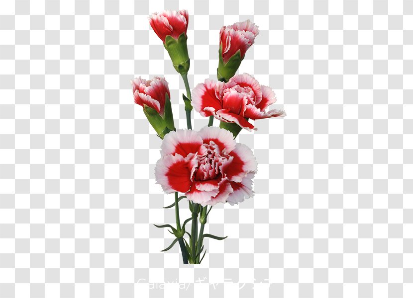 Carnation Cut Flowers Floral Design Flower Bouquet Transparent PNG