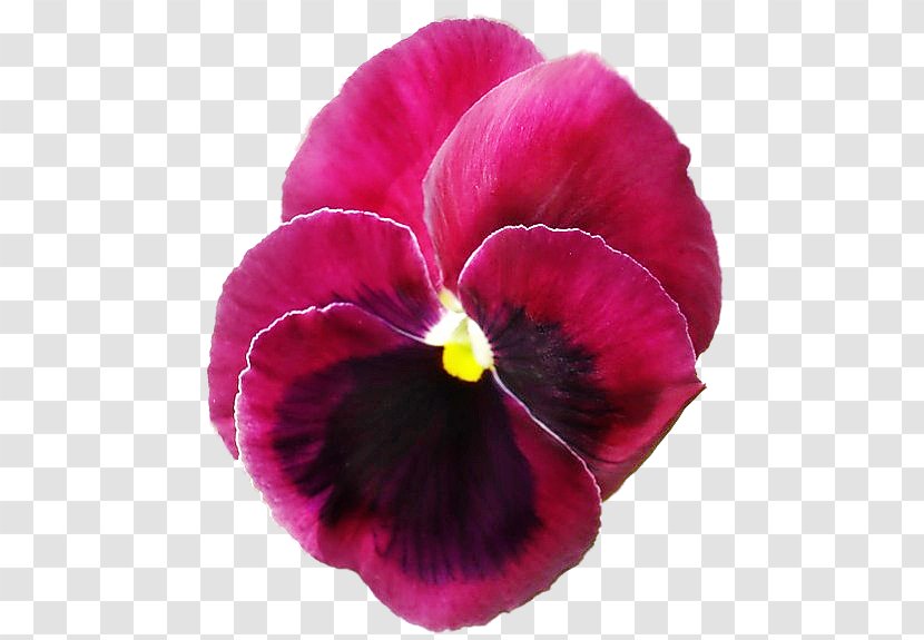 Pansy Magenta Annual Plant Petal - Flower Transparent PNG