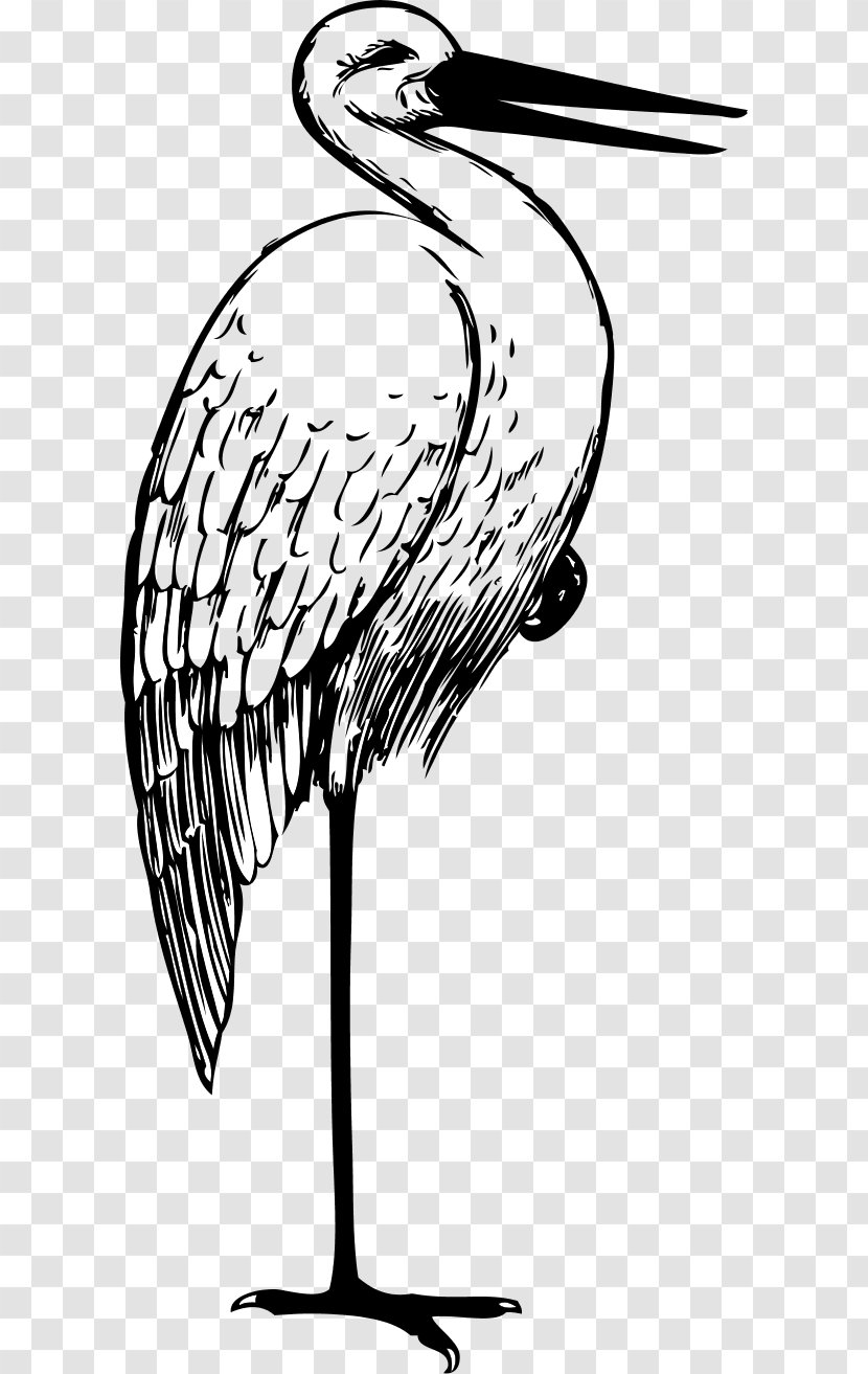 White Stork Drawing Clip Art - Black - Line Transparent PNG