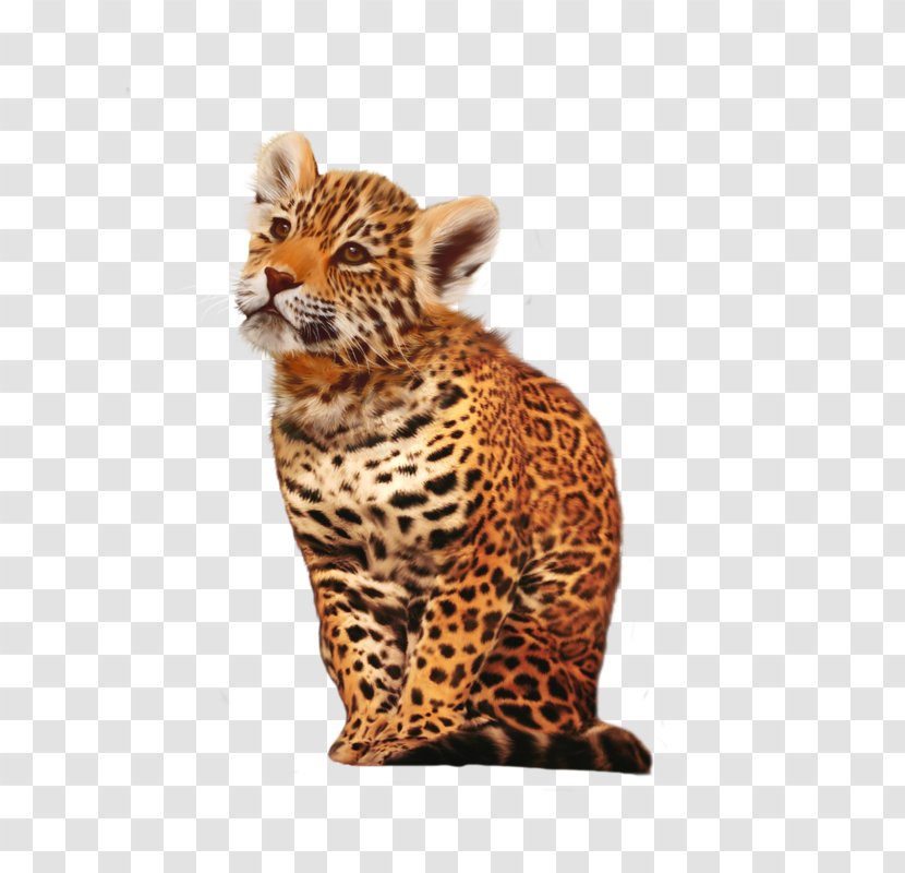 Leopard Cheetah Jaguar Animal Cat - Terrestrial Transparent PNG