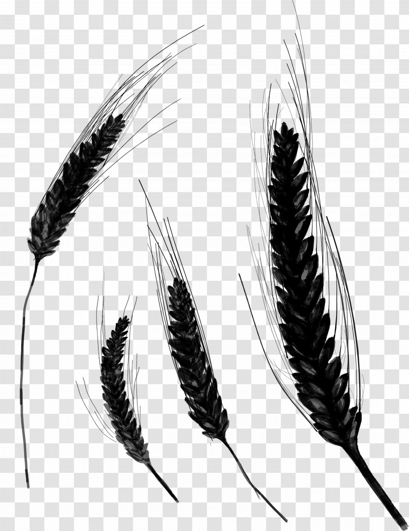 Black & White - Plant - M Grasses Transparent PNG