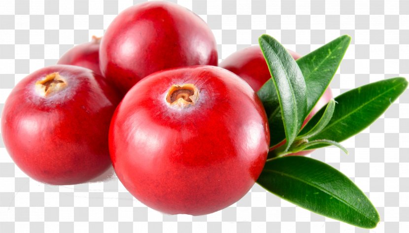 Fruit Plant Natural Foods Food Berry - Flower - Superfruit Arctostaphylos Uvaursi Transparent PNG