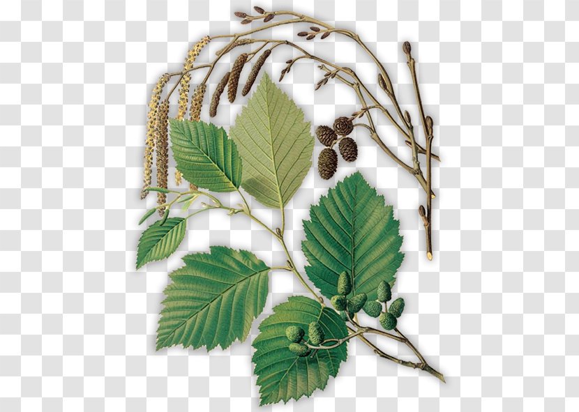 Grey Alder Black Green Tree Plant Transparent PNG