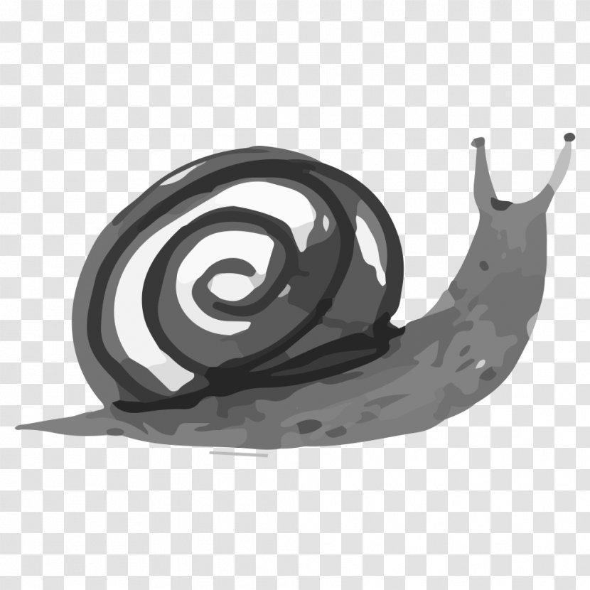 Watercolor Painting Ink Wash Vector Graphics Image Snail - Snails And Slugs - Escargots Transparent PNG