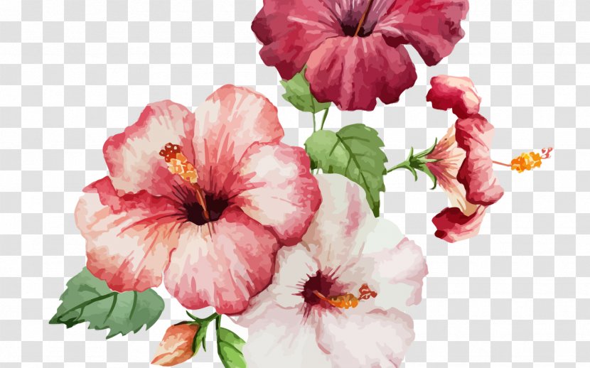 Watercolor Painting Rosemallows Drawing - Flowering Plant Transparent PNG