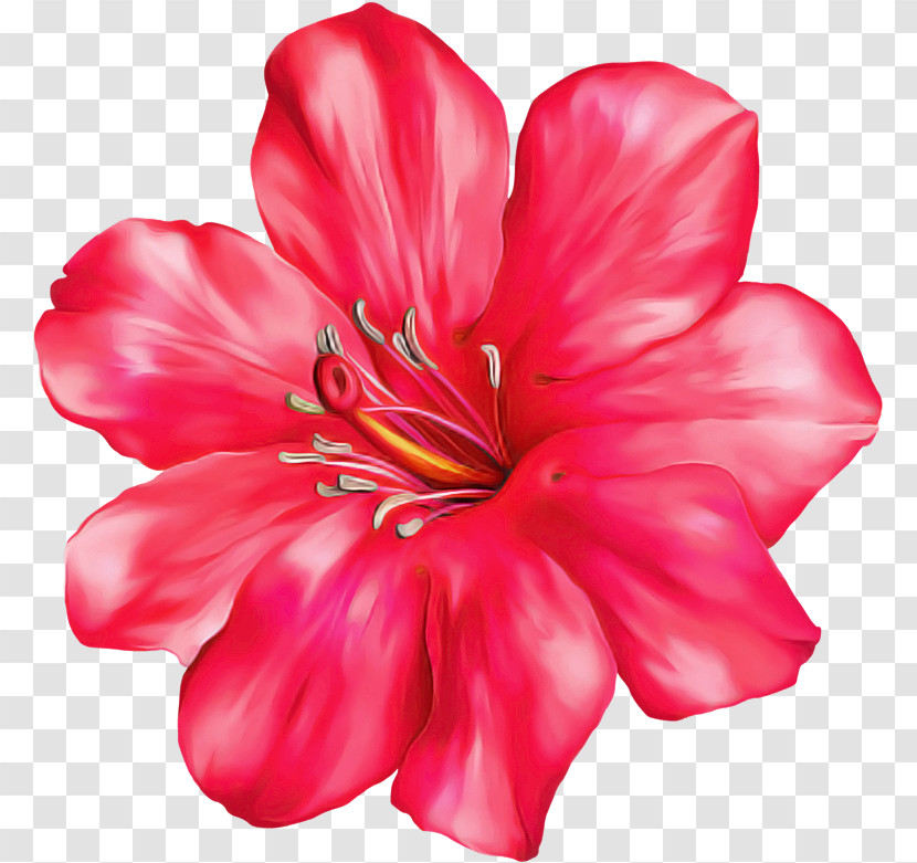 Petal Flower Pink Red Plant Transparent PNG