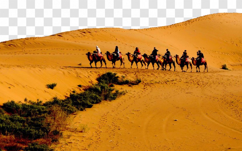 Dromedary Sahara Nalatizhen Gobi Desert Erg - Safari - Camel With People Transparent PNG