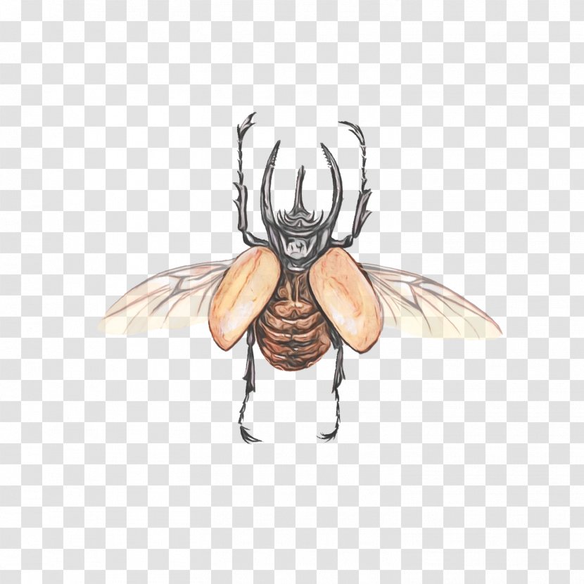 Insect Cartoon Wing House Fly Drawing - Pest Transparent PNG