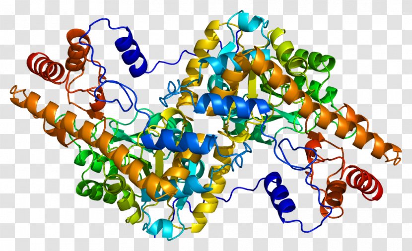 Aspartate Transaminase GOT1 Aspartic Acid Structure - Protein - Alanine Transparent PNG
