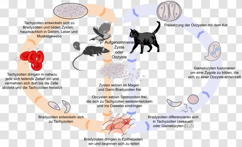 Cat Felidae Toxoplasma Gondii Toxoplasmosis Infection - Frame - Transmission Transparent PNG