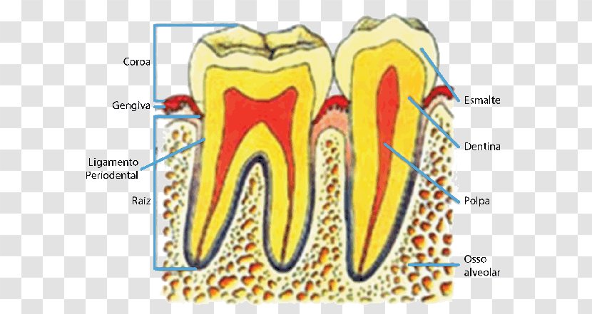 Human Tooth Pulp Foggyökér Anatomy - Watercolor - Anatomia Dentes Transparent PNG