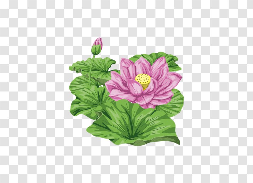 Nelumbo Nucifera Flower - Watercolor Painting - Hand-painted Lotus Transparent PNG