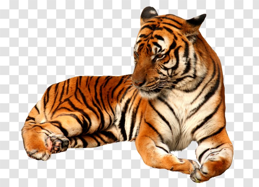 Felidae Cat Tiger Temple Clip Art - Carnivoran Transparent PNG
