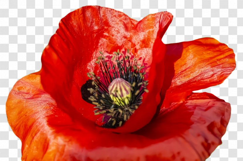 Flower Flowering Plant Petal Red Oriental Poppy - Coquelicot Transparent PNG