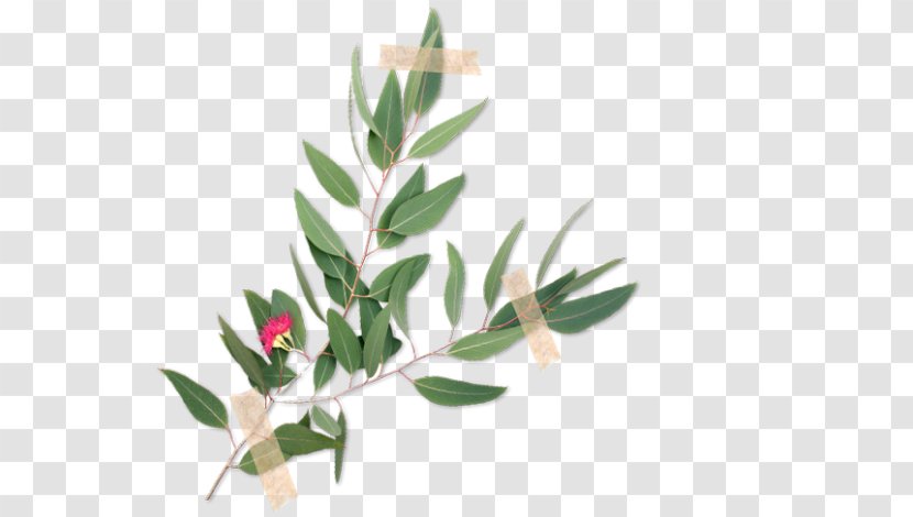 Common Sage Herbaceous Plant Tasmanian Blue Gum Lemon Balm - Flowerpot Transparent PNG