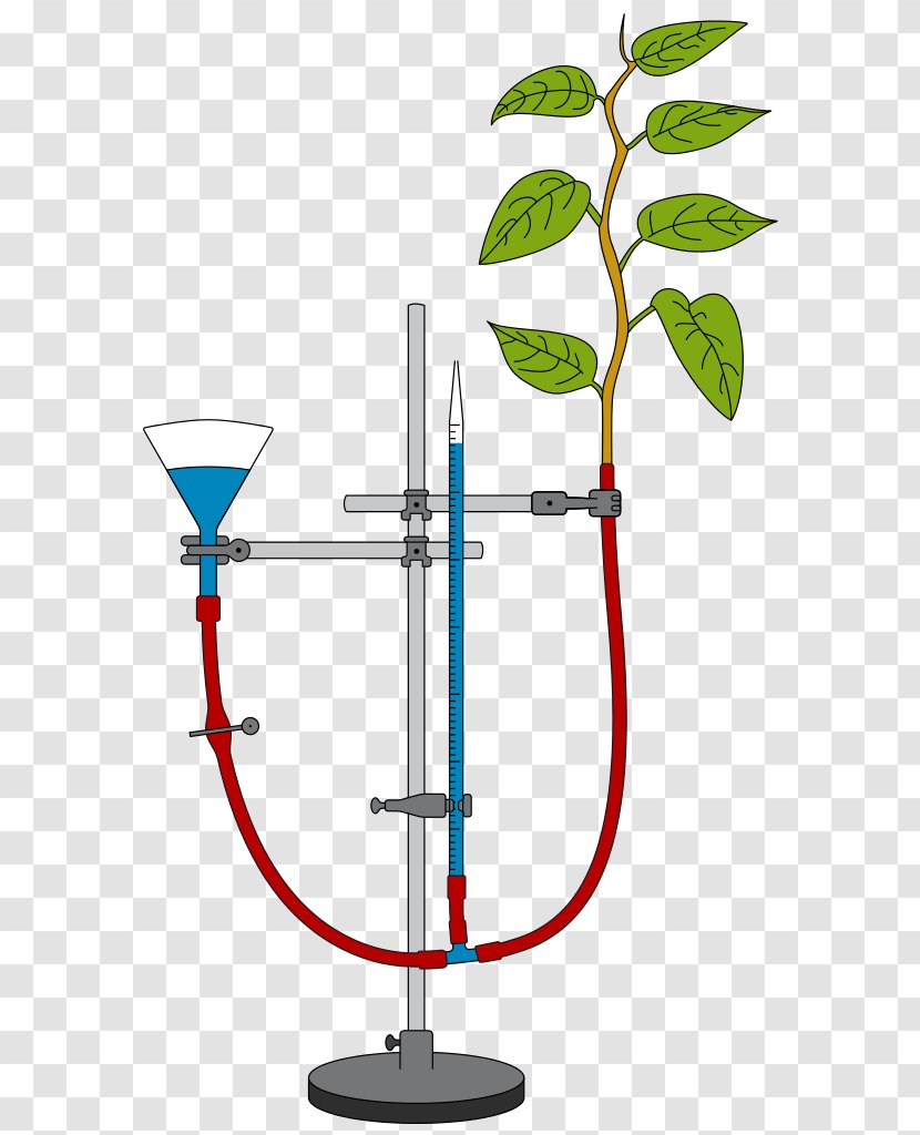 Potometer Transpiration Root Evaporation Stoma - Experiment - Leaves Labels Transparent PNG