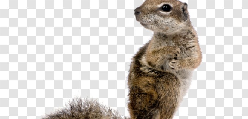 Squirrel Rodent Stock Photography Image Royalty-free - Whiskers Transparent PNG