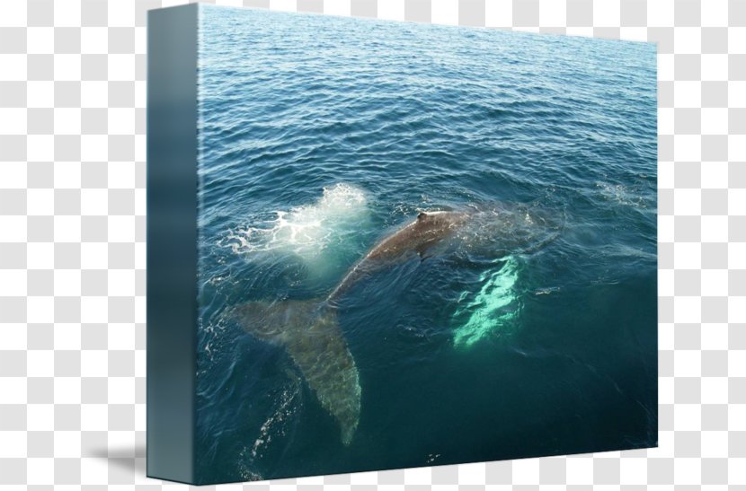Gray Whale Ocean 52-hertz Dolphin - Whales Dolphins And Porpoises - Watercolor Transparent PNG
