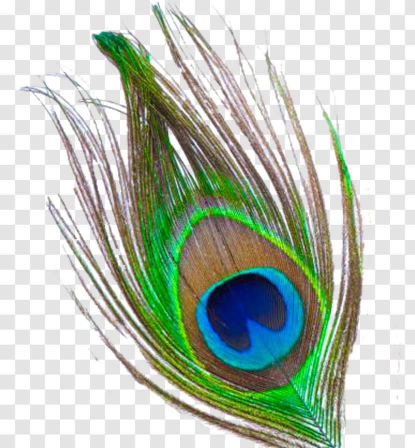 Krishna Feather Clip Art - Peacock Transparent Images Transparent PNG