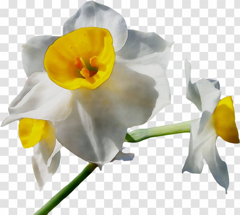 Cut Flowers Moth Orchids Plant Stem Narcissus - Amaryllis Family - Pedicel Transparent PNG